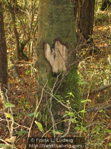 Wooden Heart